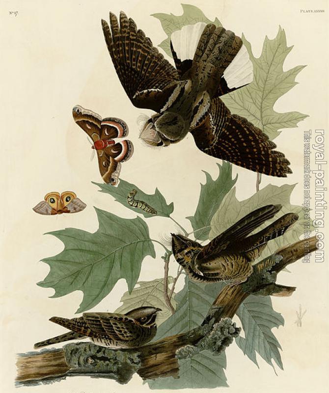 John James Audubon : Whip poor will